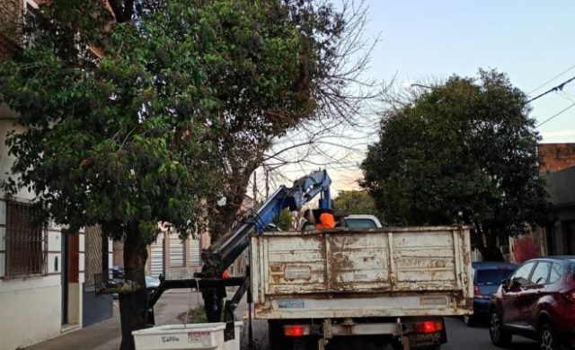 Trabajos de mantenimiento y cuidado del arbolado urbano en Zárate