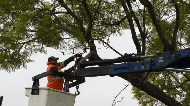 Zárate realiza trabajos de poda, extracción y cuidado del arbolado urbano