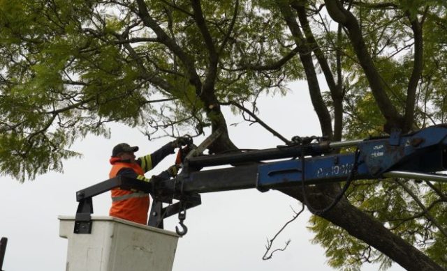 Trabajos de mantenimiento y cuidado del arbolado urbano en Zárate
