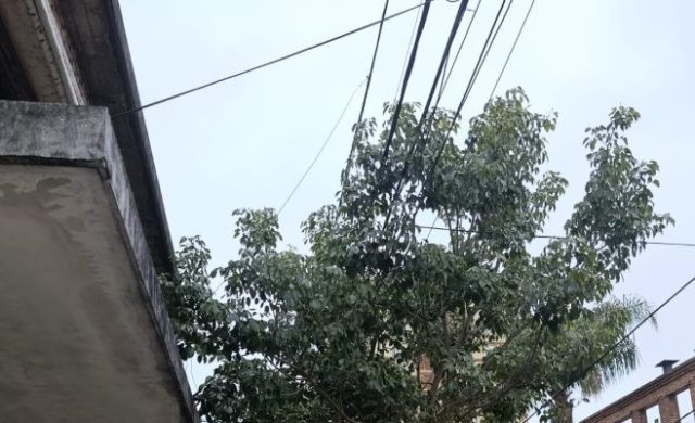 Trabajos de mantenimiento y cuidado del arbolado urbano en Zárate