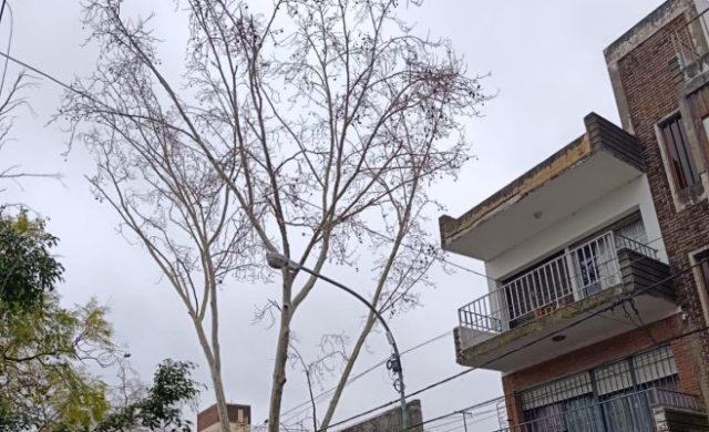 Trabajos de mantenimiento y cuidado del arbolado urbano en Zárate