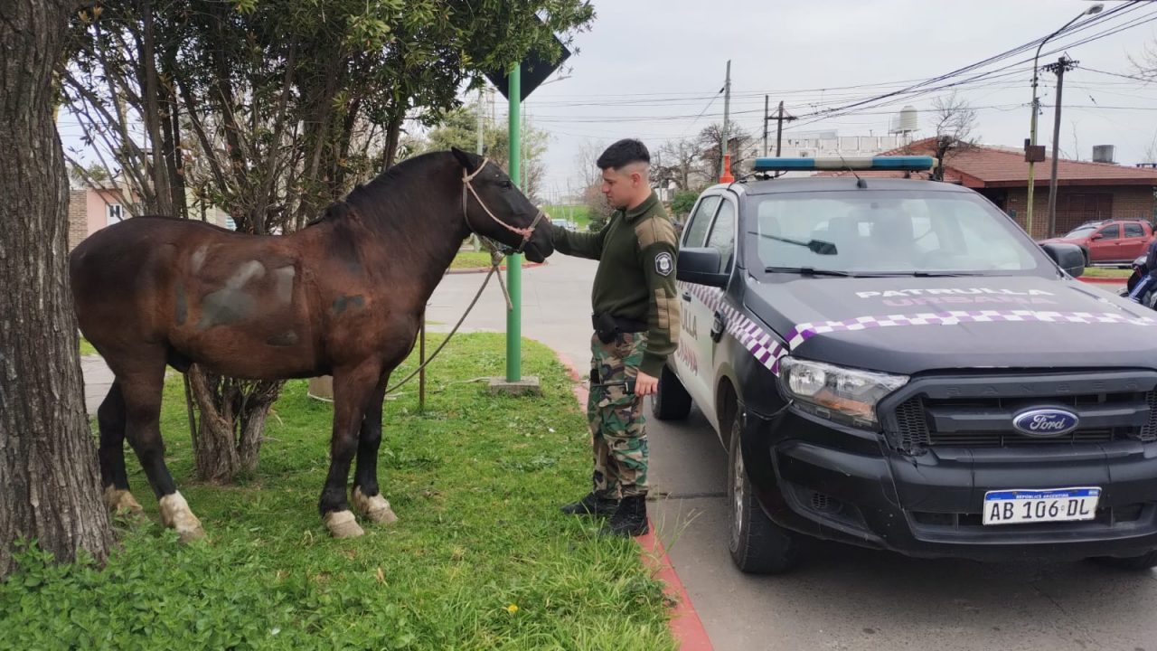 Campana: un caballo suelto provocó un accidente y fue secuestrado