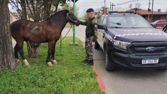Campana: un caballo suelto provocó un accidente y fue secuestrado